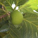 breadfruit
