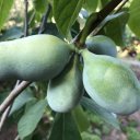 california-paw-paw