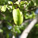 carambola