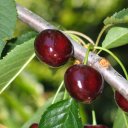 cherries