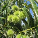 chestnuts
