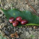 coffee-fruit
