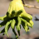 buddhas-hand