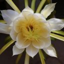 dragon-fruit-flower