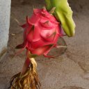 dragon-fruit-2