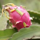 dragon-fruit