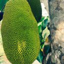 jakfruit-thailand