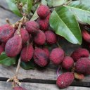 korlan-fruit