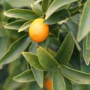 kumquat-fruit