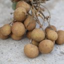 longan