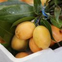 marian-plum-maprang-thailand