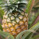 pineapple-fruit