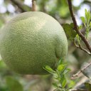 pomelo-fruit