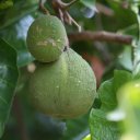 santol-thailand