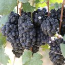 shiraz-winegrape
