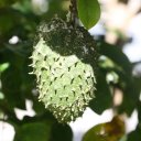 soursop