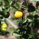 surinam-cherry