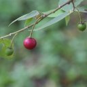 takhob-thailand-fruit