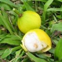 white-mangosteen