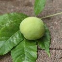 white-sapote