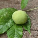 white-sapote