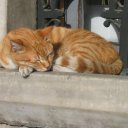 Istanbul-Cat