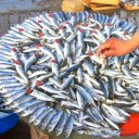 Istanbul-Fish