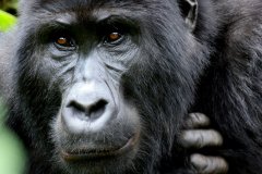 Uganda