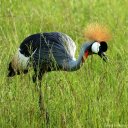 gray-crowned-crane