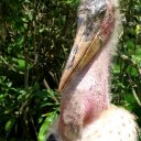 marabu-stork