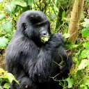 mountain-gorilla