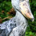 shoebill-stork