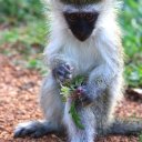 vervet-monkey