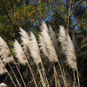 Along-the-Rio-de-Plata