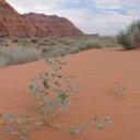 Sand-Dunes-Snow-Canyon