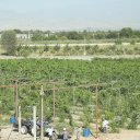 Uzbekistan-Tashkent-Winery-Mountains-18