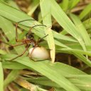 golden-orb-spider-vanuatu