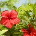 vanuatu-efate-island-beaches-5