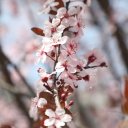 Rutland-Woodstock-Vermont-32