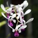 Phu-Quoc-Vietnam-Red-Boat-Fish-Sauce-18
