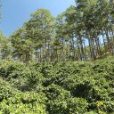 dalat-vietnam-temples-waterfall-crazy-house-11