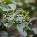 dalat-vietnam-temples-waterfall-crazy-house-68