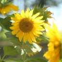 ocean-dunes-resort-rang-dong-group-6