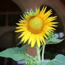 sea-links-city-vietnam-2