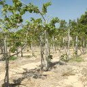 sea-links-city-vietnam-rd-wine-castle-2