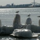 gulls-hoan-bridge