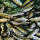 Locally caught sardines are one of the important food sources in coastal Yemen
