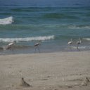 Separated from their flock, a few white flamingoes scamper along the beach