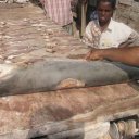 Yemen-Drying-Fish