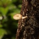 Mushroom growing next to Victoria Falls